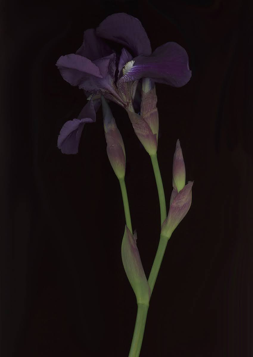 A purple Iris flower and buds on a green stem against a dark background.