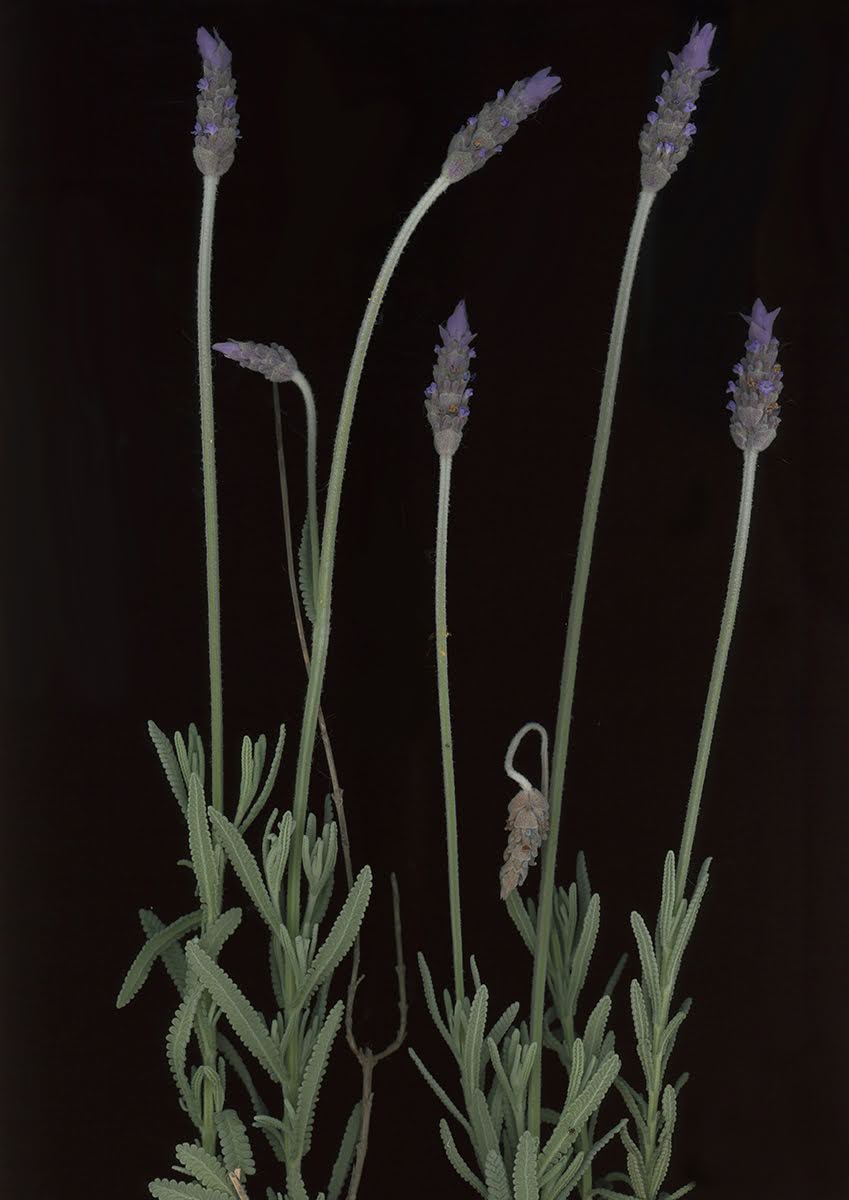 Several pale purple Lavender flower spikes above grey-green foliage.