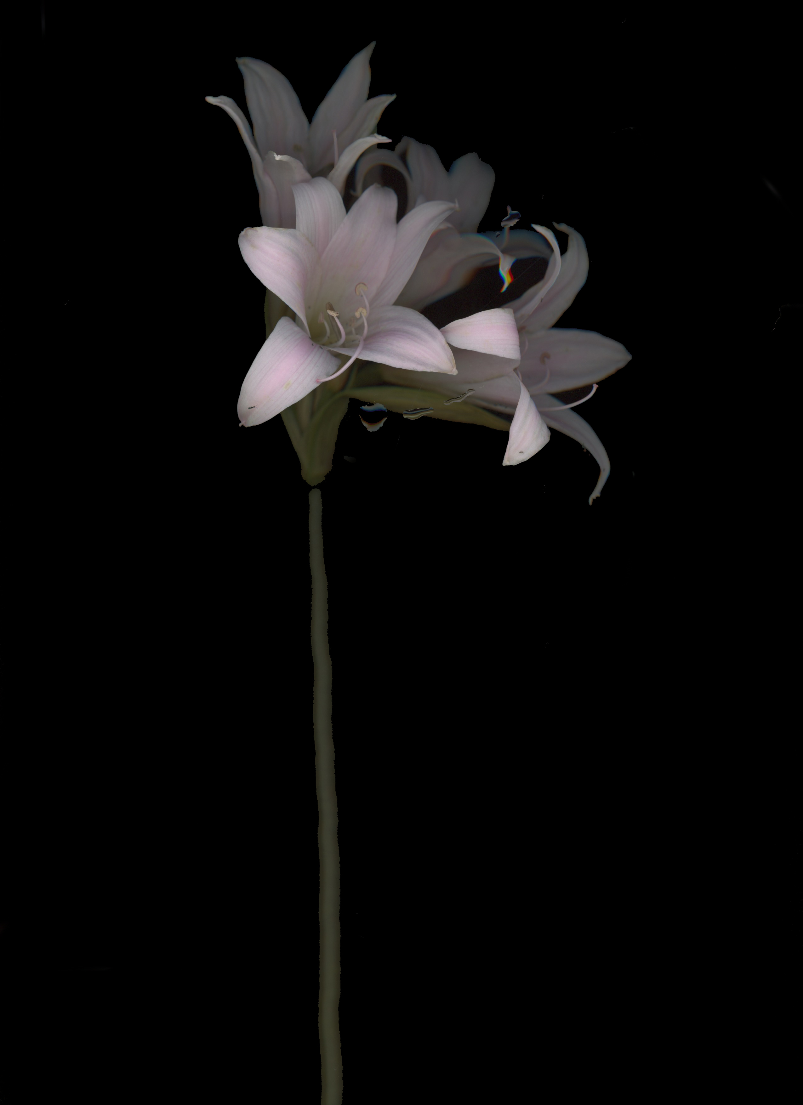 Pale pink and white Lily flowers on a slender stem against black.