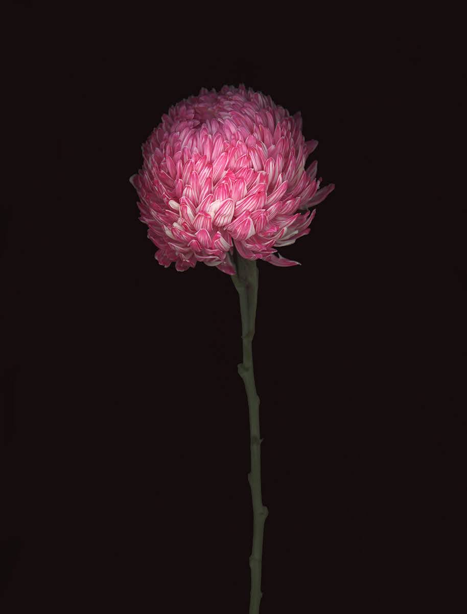 A round pink Waratah flower head on a slender stem.