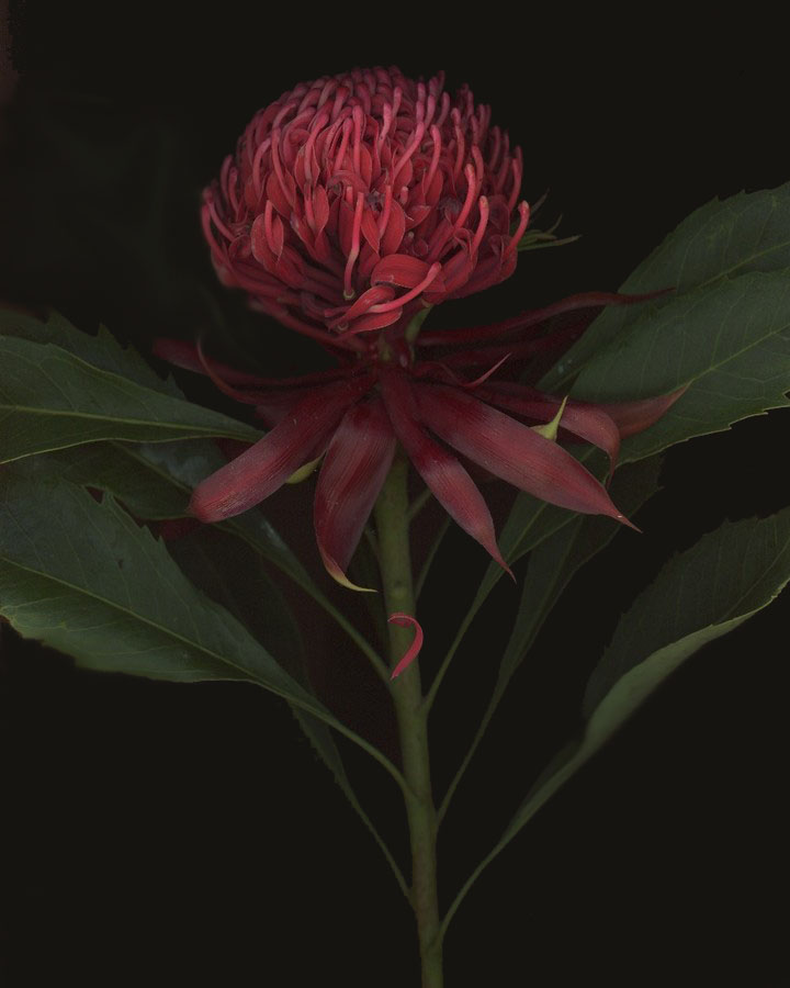 A red Waratah flower head above broad green leaves.