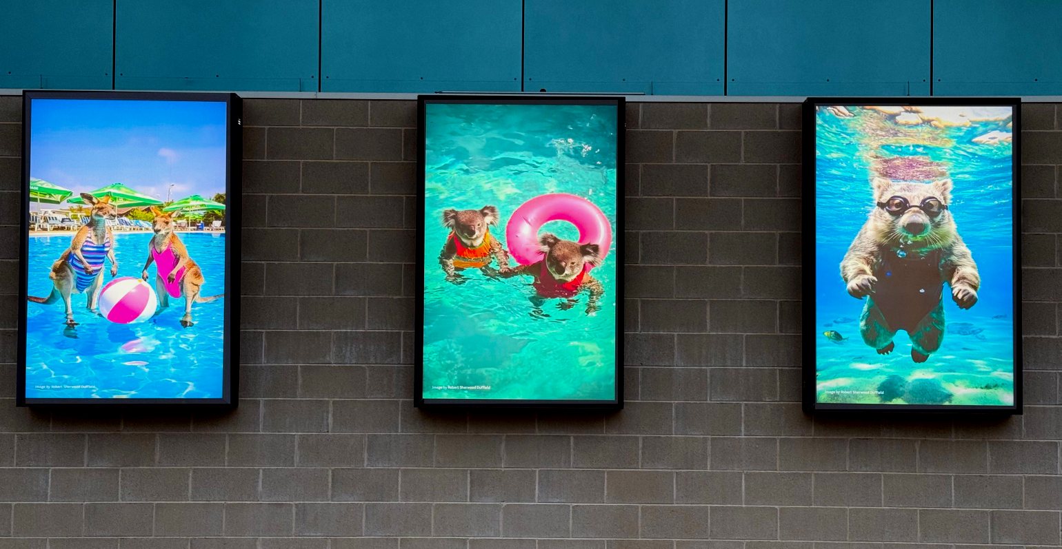 Three illuminated light boxes on a brick wall at the Wodonga Aquatic Centre, each showing an Australian animal at play in a swimming pool.
