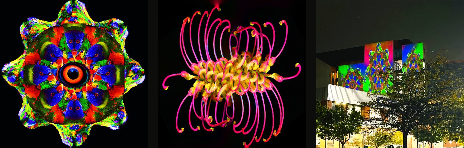 Stills from Dreams: a kaleidoscopic eye-like flower, a grevillea flower, and the projection on the Brimbank Civic Centre facade at night.