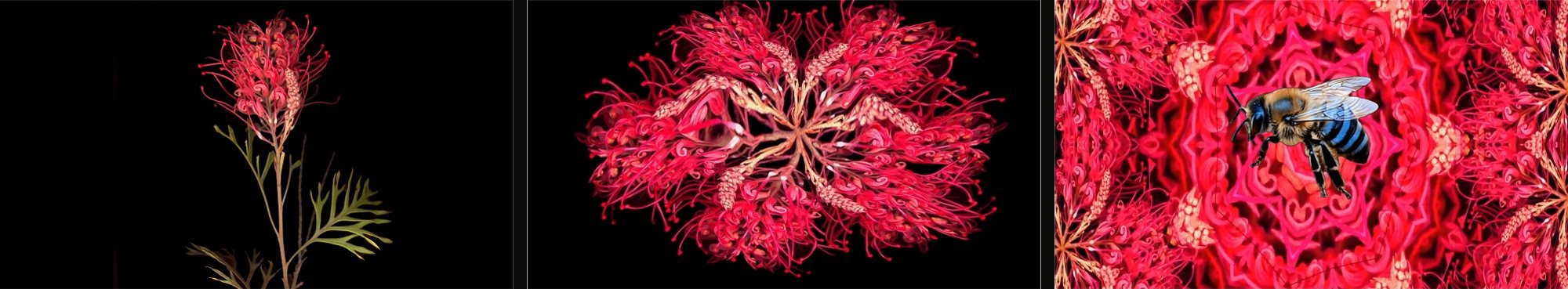 Three projection stills: a single red grevillea flower, the flower multiplied into a radiating form, and a kaleidoscope with a bee at its centre.